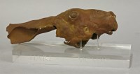 Lot 477 - A hare's head