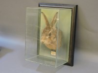 Lot 302 - A stuffed and mounted hare's head