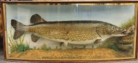 Lot 506 - Taxidermy