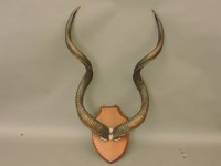 Lot 510 - A set of kudu horns on a shield mount