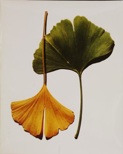 299 - Irving Penn (American
