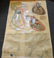 Lot 562 - Four educational anatomical charts