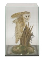 Lot 155 - A Barn Owl
