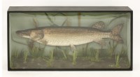 Lot 158 - A Pike
