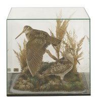 Lot 162 - Woodcocks