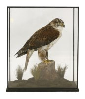Lot 163 - A Ferruginous Hawk