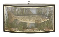 Lot 165 - A Trout