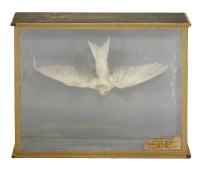 Lot 166 - Red-backed Shrikes and an Albino Swallow