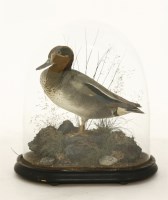 Lot 168 - A Barn Owl and a Teal