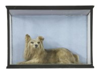 Lot 518 - Taxidermy