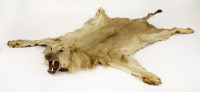 Lot 636 - A lion skin with a full head mount