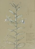 Lot 222 - Paul Ayshford Methuen (4th Baron Methuen) RA RWS (1886-1974)
ANGRAECUM EICHLERANUM: EPIPHYTE ORCHID