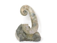 Lot 184 - An ammonite fossil