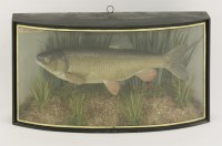 Lot 101 - Taxidermy: a chub