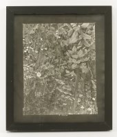 Lot 195 - Sir Cecil Beaton (1904-1980)
WILD FLOWERS