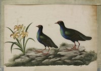Lot 482 - Pith paper paintings