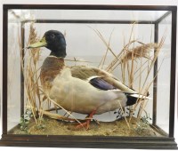 Lot 474 - A taxidermy mallard drake by Gary Knight