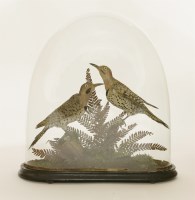 Lot 103 - A pair of Northern flickers (Colaptes auratus)