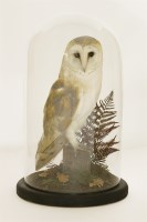 Lot 104 - A barn owl (Tyto alba)
