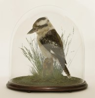Lot 105 - A kookaburra (Dacelo novaeguineae)
