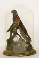 Lot 107 - A large dome of Australian birds