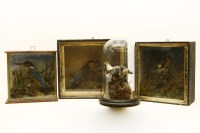 Lot 576 - Three Victorian taxidermy cases
