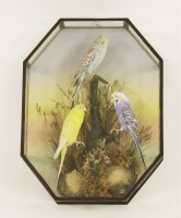 Lot 195 - Taxidermy: budgerigars