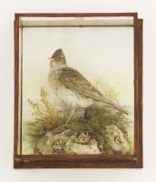 Lot 211 - Taxidermy: skylark