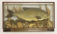 Lot 217 - Taxidermy: bream
