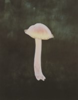 Lot 1420 - Susan Derges (British