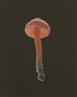 Lot 1421 - Susan Derges (British
