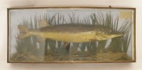 Lot 236 - Taxidermy: a stuffed pike