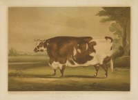 Lot 155 - After William Henry Davis (1783-1865)
SHORT-HORNED OX
Chromolithograph