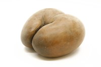 Lot 319 - A Coco de mer