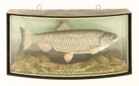 Lot 151 - A taxidermy chub