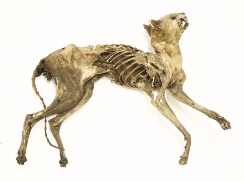Lot 35 - A mummified cat