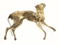 Lot 35 - A mummified cat