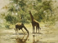 Lot 135 - David Shepherd CBE (1931-2017) 
THE WATERING HOLE