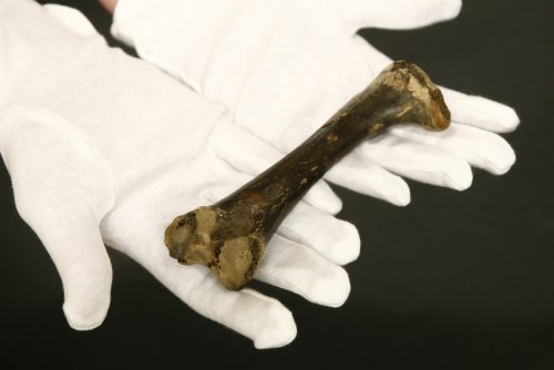Lot 159 - Dodo femur bone