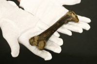 Lot 159 - Dodo femur bone
