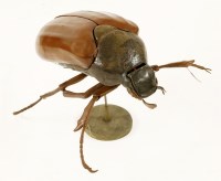 Lot 153 - A gigantic papier mâché stag beetle model