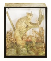 Lot 157 - A taxidermy Tasmanian brushtail possum