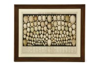 Lot 349 - CEUFS DES OISEAUX D' EUROPE
A sheet of the publication printed in colours