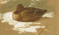 Lot 124 - Archibald Thorburn (1860-1935)
MALLARD HEN
Watercolour and bodycolour
27 x 42cm

Exhibited:  Norwich Castle Museum