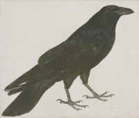 Lot 342 - Prideaux John Selby (1788-1867)
A RAVEN
Signed l.l.