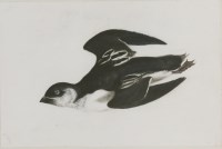 Lot 344 - Prideaux John Selby (1788-1867)
A LITTLE AUK
Signed l.l.