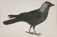 Lot 345 - Prideaux John Selby (1788-1867)
A JACKDAW
Signed l.l.