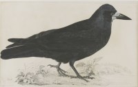 Lot 341 - Robert Mitford (1781-1870)
A ROOK
Signed and inscribed l.l.