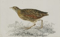 Lot 346 - Prideaux John Selby (1788-1867)
A CRAKE
Signed l.l.