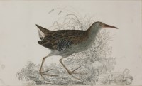 Lot 338 - Robert Mitford (1781-1870)
A WATER RAIL
Signed l.l.